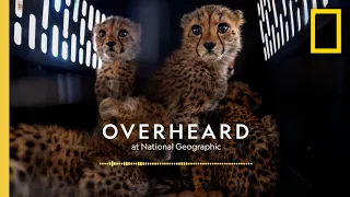 Cracking Down on Cheetah Traffickers | Podcast | Overheard at National Geographic