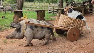 Roça Onde Noé Soltou os Animais Arca De Noé