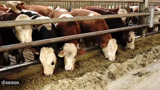 Beef Farm rubber - BovINE, Germany. Video from Frank Zerbe