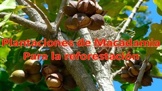 Macadamia como plantación productiva