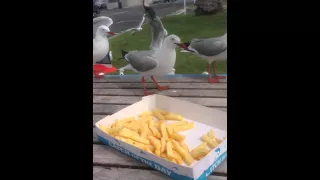 Seagulls stealing chips