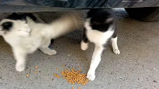 We fed the cats on the street, the male cat did not let the female cat eat
