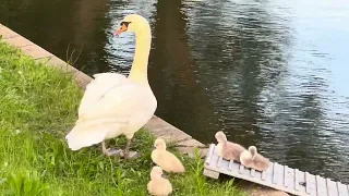 🇩🇪 Düsseldorf 💫 Reality 🦢💦 Hofgarten 10 💫 Ninth day of life 💫 Swans are finally found 💫 12.05.2024