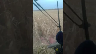 настройка комбайна John Deere для кукурузы