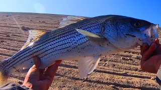 5 POUND Striped Bass PB at Castaic Lake! (Shore Fishing)