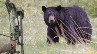 Bow Hunting Black Bears - Spot and Stalk with Guy Eastman