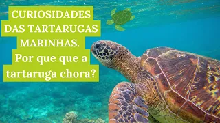 10 CURIOSIDADES DA VIDA DAS TARTARUGAS MARINHAS .