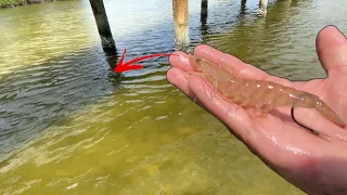 Florida Inshore Dock Fishing with Live Shrimp!