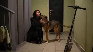 Собака встречает хозяина