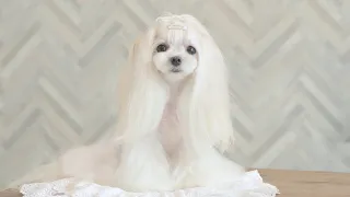 You look like a real princess! (Maltese Grooming)