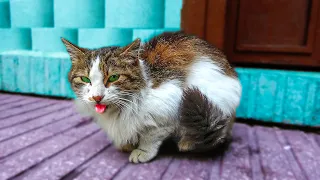 Poor Fluffy Cat is So Emaciated And Meows Loudly [ Part 2] hungry kittens meowing - Lucky Paws