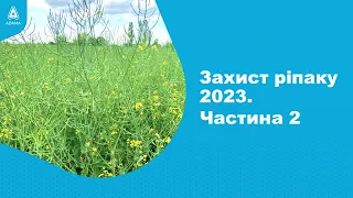 Надійний захист посів ріпаку від шкідників та хвороб. #Агроподорож ADAMA.