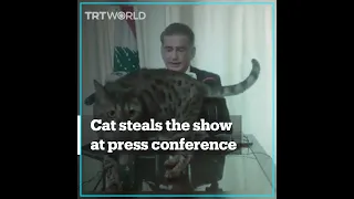 Cat interrupts former Lebanese MP’s press conference