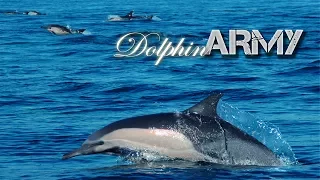 Dolphin Army - Teaser Trailer