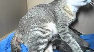 Cat gives birth to 6 Kittens