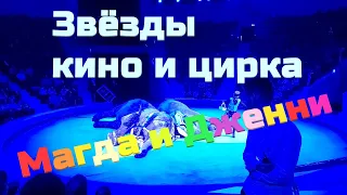 Слонихи Магда и Дженни. Цирк. Elephants Magda and Jenny. The circus.