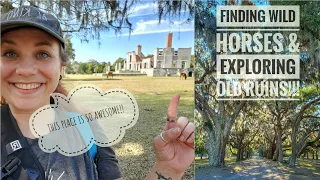 Exploring a deserted island with wild horses | CUMBERLAND ISLAND NATIONAL SEASHORE travel guide