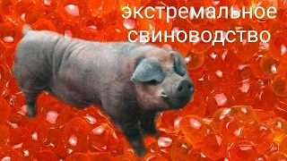 Экстремальное свиноводство/Лотерея