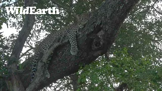 WildEarth - Sunset Safari -10 March 2023