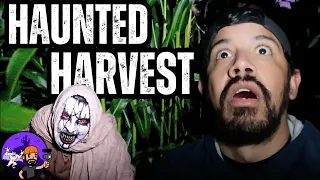 The Haunted Harvest 2023  | The MOST TERRIFYING CORN MAZE on the West Coast! | Chino, California