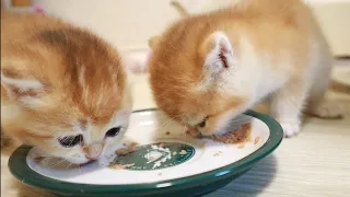 Hungry kittens meows and want to eat | Kitten Arnold steals food