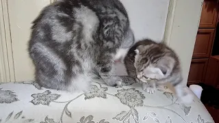 Мама-кошка умывает котят