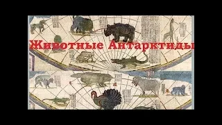 Удивительные животные Антарктиды⁄Австралии (Л.Д.О. 113 ч.)