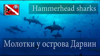 Hammerhead Sharks. Galapagos Islands.