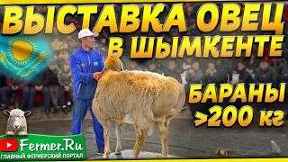 231 кг вес барана! Не могу поверить глазам! Кочкар чемпион Центральной Азии, а может быть и Мира!