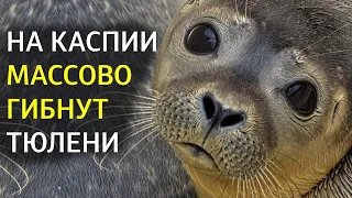 Почему умирает каспийский тюлень