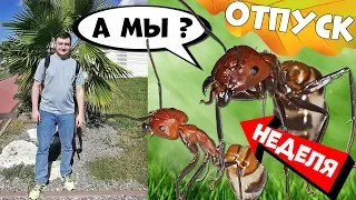 Муравьи неделю без присмотра! Живы или нет? И как убраться в муравьиной ферме.