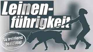 Leinenführigkeit trainieren - mit diesen Tipps klappt es! Hundetrainer Steve Kaye