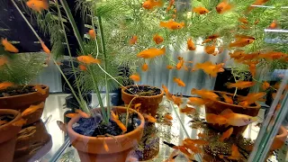 Can I make Money Breeding basic Livebearers in the Fish Room ?