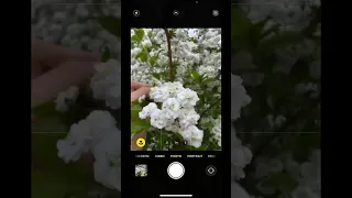 Макро на iPhone #короткиевидео #iphone #mobilephotography