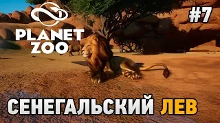 Planet Zoo #7 Сенегальский лев (попытка побега)