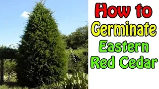 How To Germinate Eastern Red Cedar