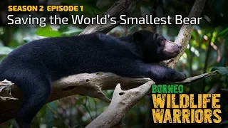 Saving the World’s Smallest Bear | Borneo Wildlife Warriors | S02E01 | [UHD/4K] | SZtv