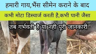 गाय भैंस semen कराने के बाद | पानी जैसा discharge करे या गाड़ा डिस्चार्ज करे | गर्भवती है या नही ?