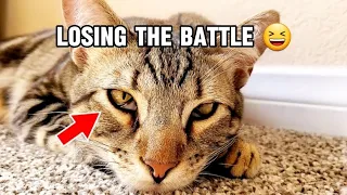 Cute Cat's Hilarious Struggle To Stay Awake...#catvideo #cute #catlover #catlife
