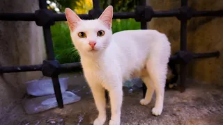 Istanbul the Cat Capital of the World! 100 Cats of Istanbul Documentary