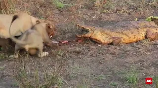 Lions fighting crocodiles