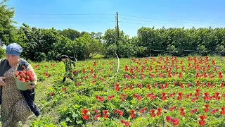 10000 STRAWBERRY HARVESTING - HOW TO MAKE STRAWBERRY JAM