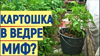 Выращивание картошки в ведре  Эксперимент