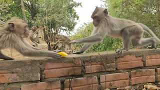 Baby monkey eat mango and fight other