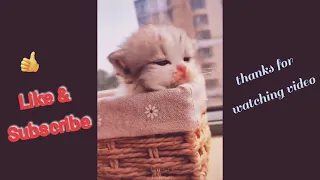 #cute #tik tok #compilation         💗🐰Cute TikTok Pets to Cure All Your Sadness ♥🐇 Cutest Pets💗🐰