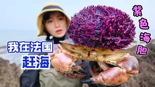 在法国赶海，捡到拳头大海胆，做道家常煎蛋滑嫩鲜甜 | 趕海 | 法國 | 螃蟹 | 海胆 | 美食 | 农村 |