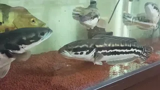 giant snakehead feeding