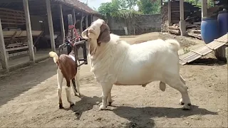 Big Boer Goat crosses with young goat in farm | Goat Farming in village