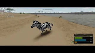 Wild Savannah - zebra v lion