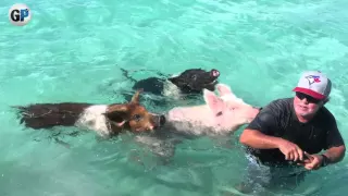 Pig beach! The Bahamas!